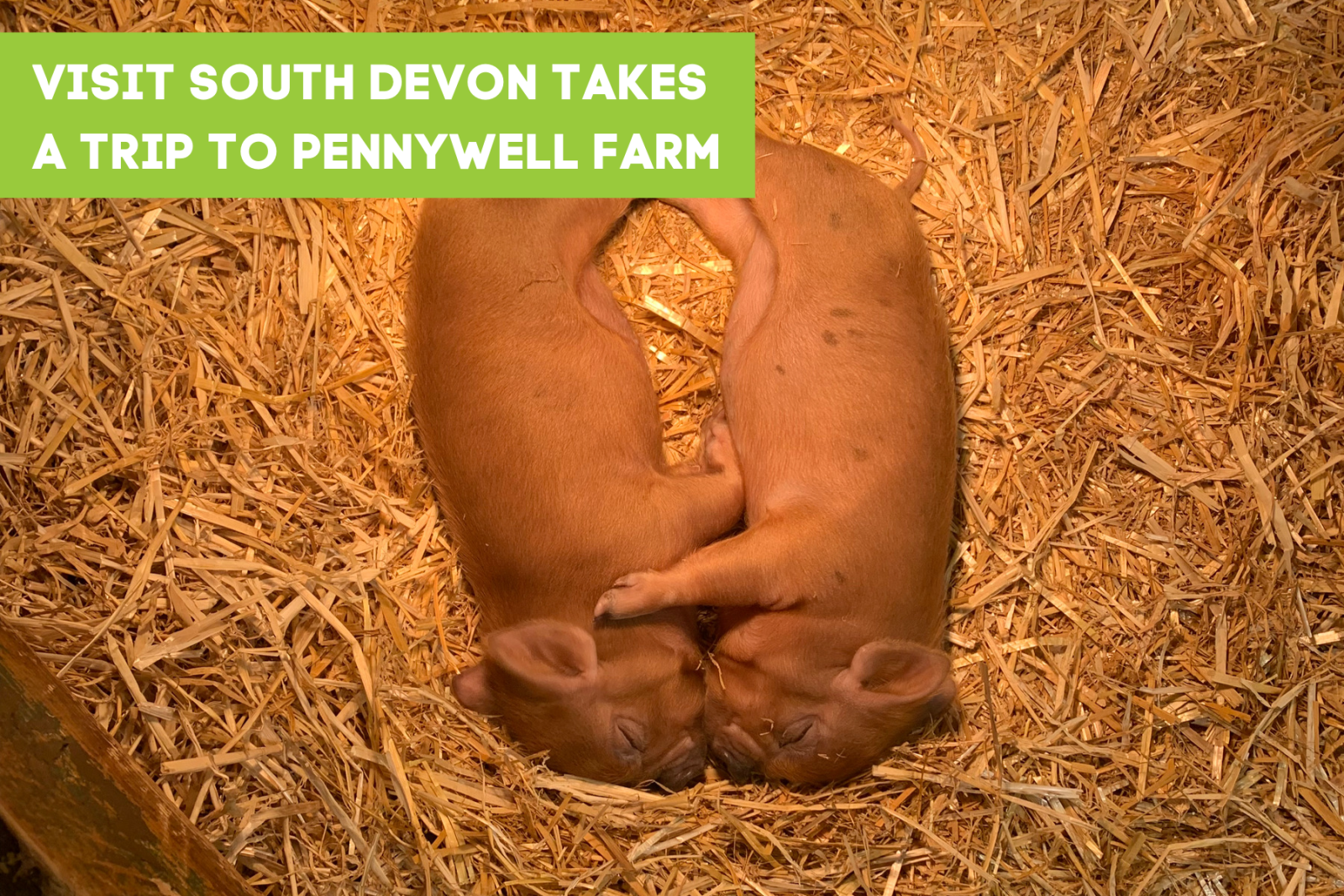 Pennywell Farm Visit